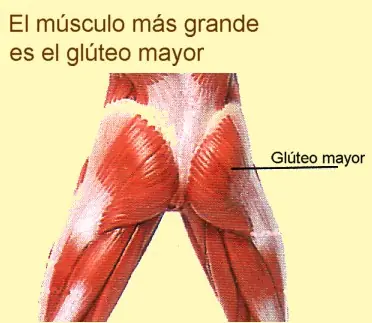 Humano