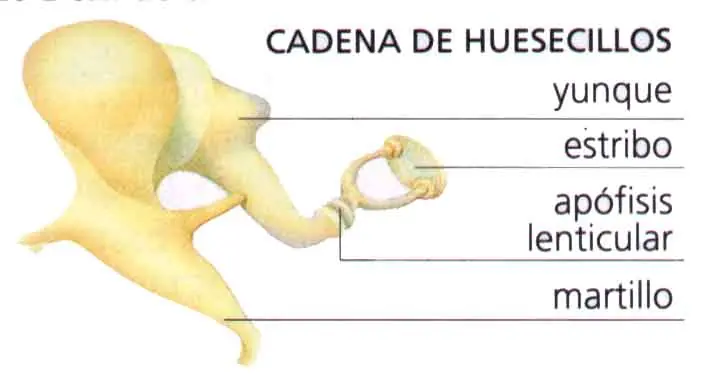cuerpo