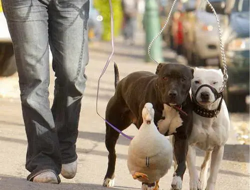 todos pueden ser amigos