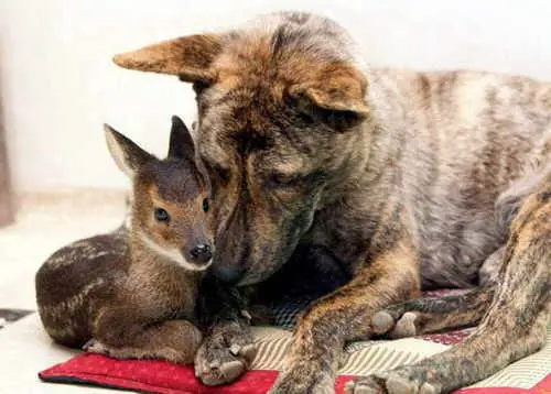 todos pueden ser amigos