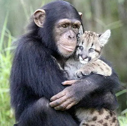 todos pueden ser amigos