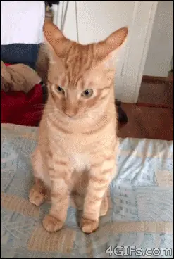 Gifs