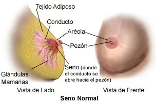senos