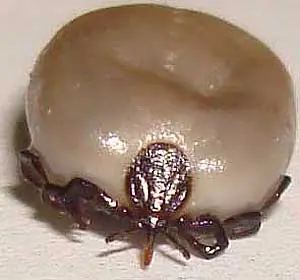 erliquia