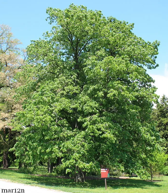 Queres plantar un arbol en tu vereda?Entrá