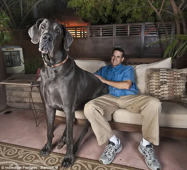 los animales mas grandes
