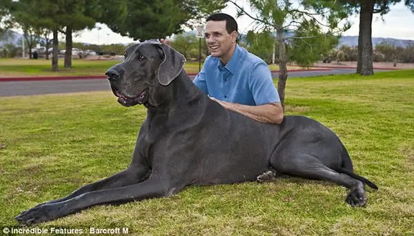 george,el perro mas grande del mundo