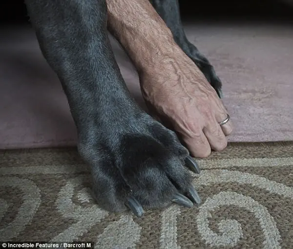 el perro mas grande del mundo