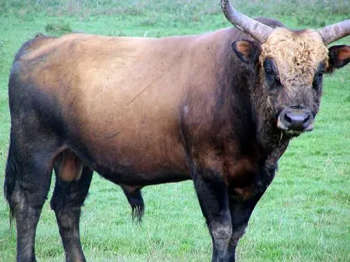 Curiosidad. Heck, el toro ario de Hitler