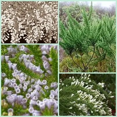 PLANTAS MEDICINALES
