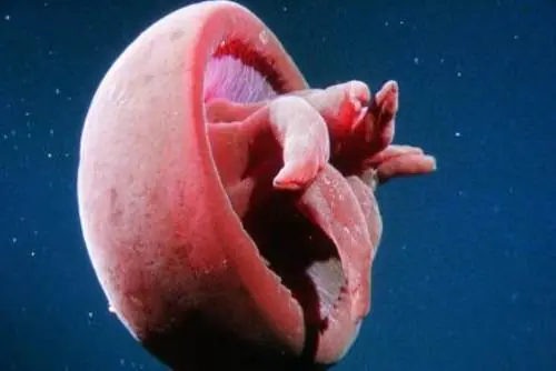 Animales Marinos raros y feos