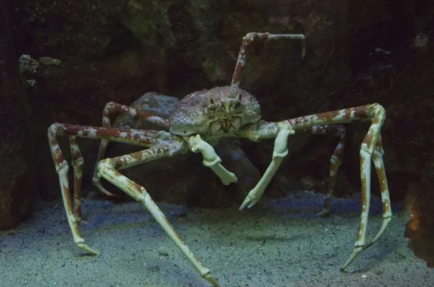monstruos marinos