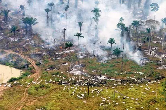 medio ambiente
