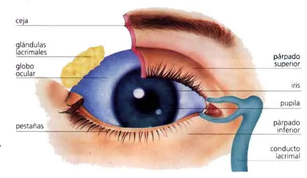 Por estas tenemos ojos.