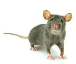 velorio
