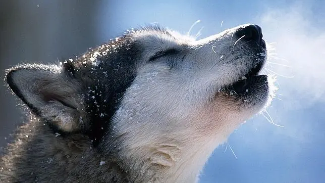 Lobo