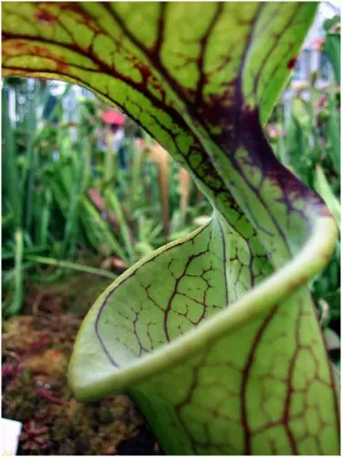 naturaleza sorprendente
