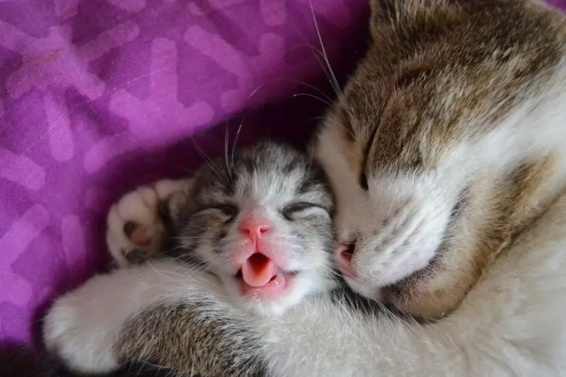 gatos hermosos