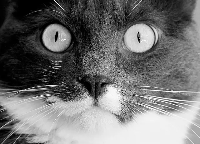 gatos graciosos