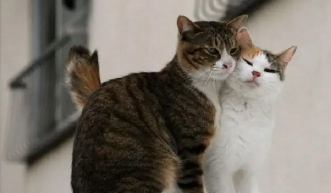 gatos
