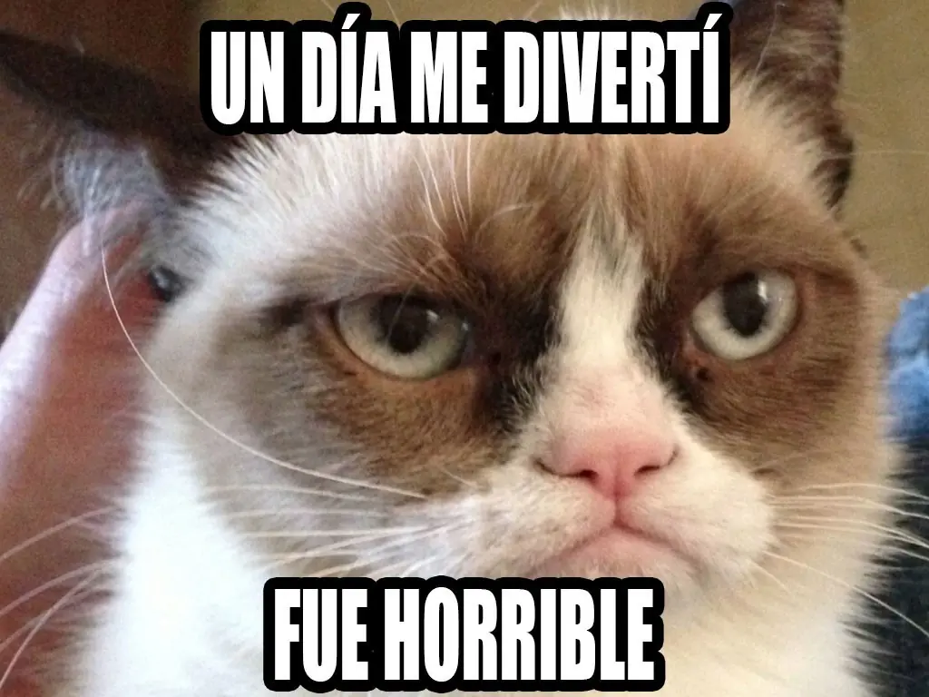 gatos