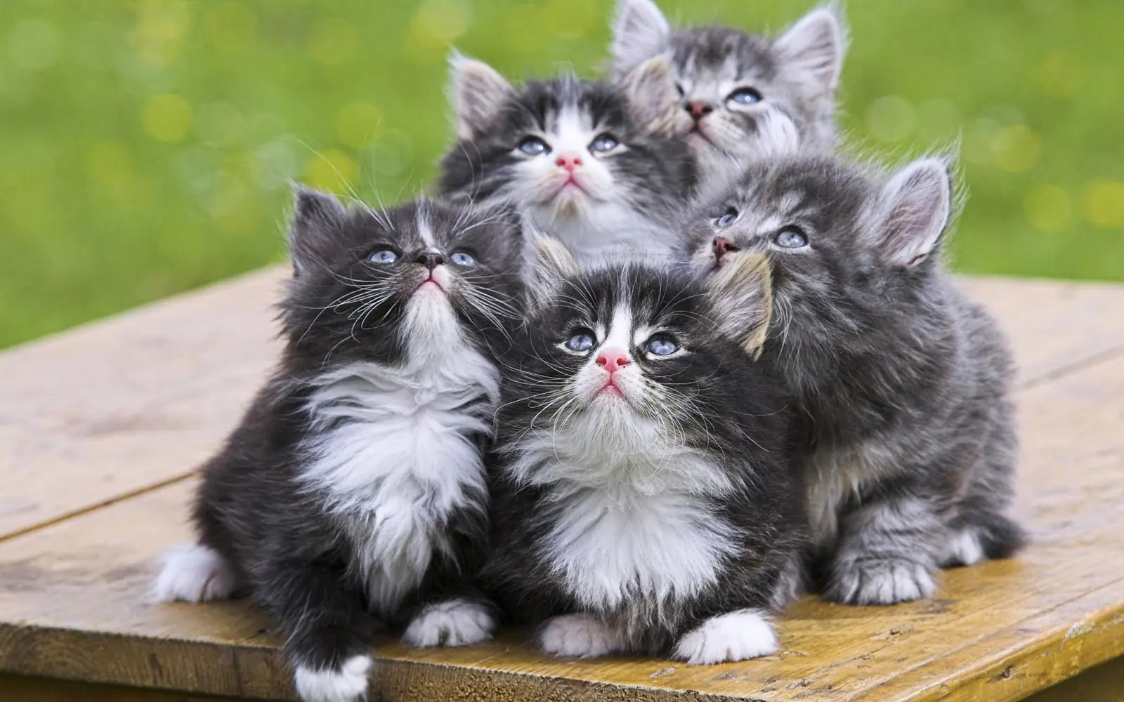 Taringatos!! Entra si te gustan estas bolas de pelo :3