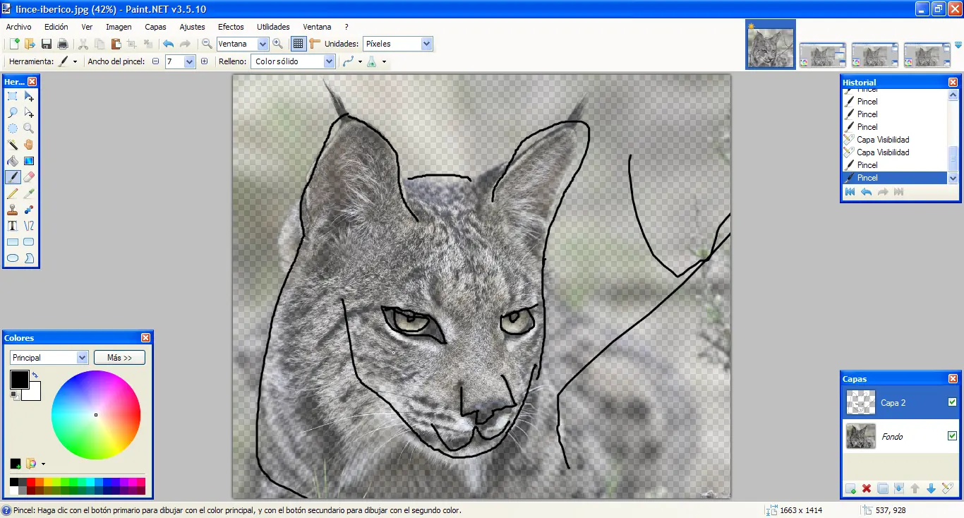 Pinte un Lince y te lo muestro