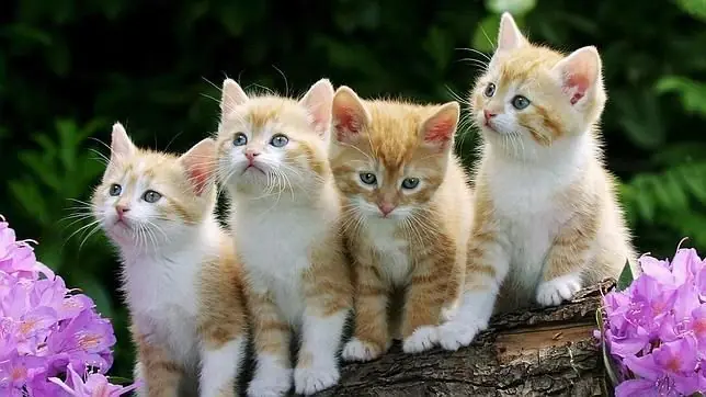 Taringatos!! Entra si te gustan estas bolas de pelo :3