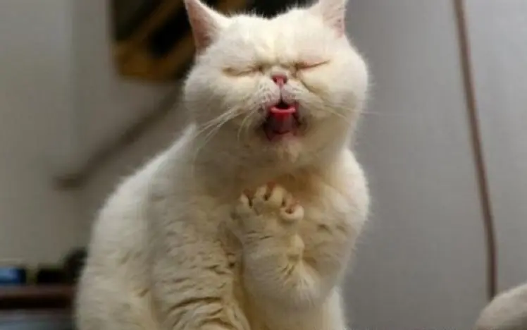 amantes de los gatos