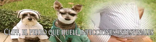 Cliff, el perro que huele infecciones intestinales