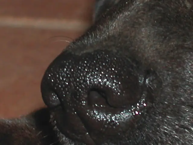 Cliff, el perro que huele infecciones intestinales