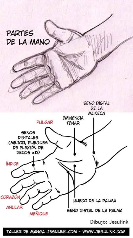 Aprendan a dibujar Manos para sus mangas y futuros animes !
