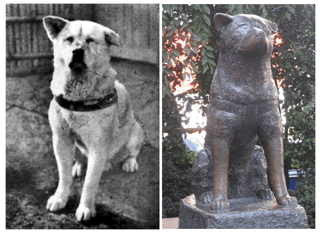 Hoy se cumplen 90 años del nacimiento de Hachiko "el p