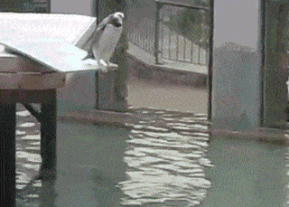 fails