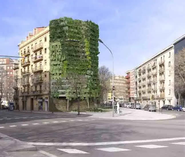 planta