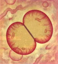 celula