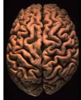 neurociencia