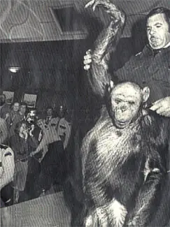 Oliver, casi humano - Chimpancé