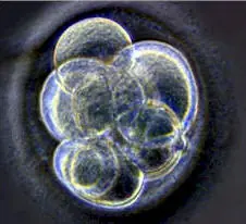 genetica