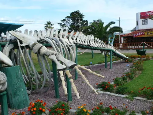 ballena