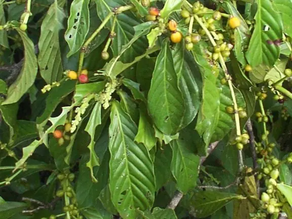 alagiladanicabida