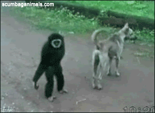 Gifs de animalitos. Graciosos y tiernos! +5 si alguno no vis