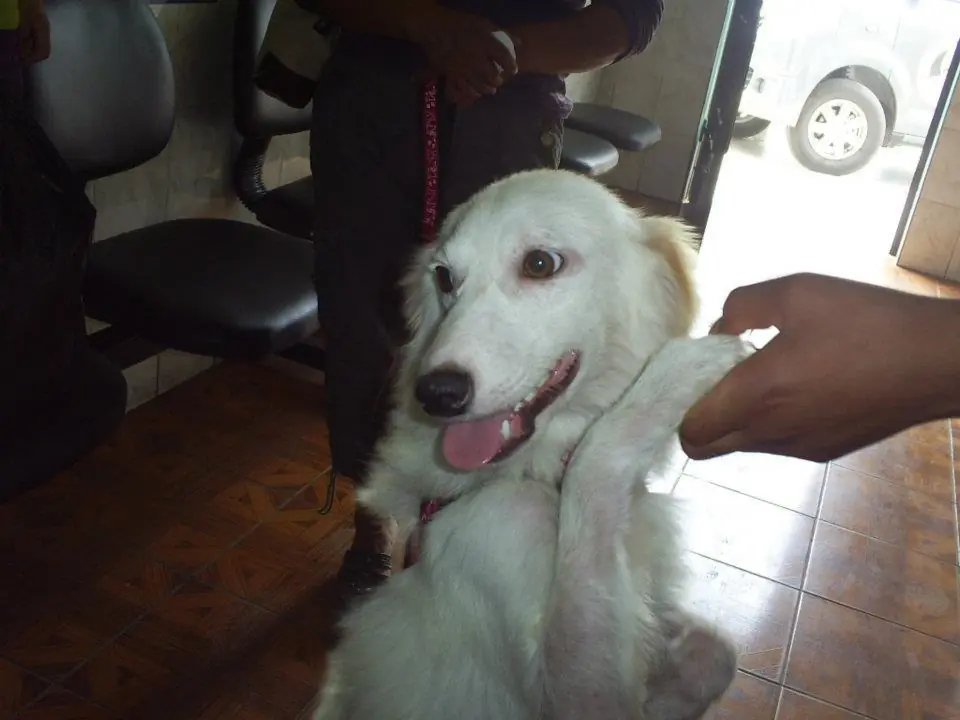 adoptar