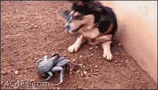 Gifs de animalitos. Graciosos y tiernos! +5 si alguno no vis
