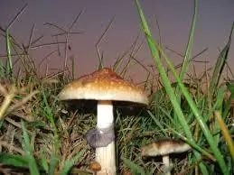 alucinogenos