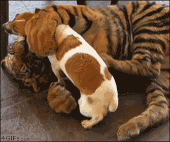 gifs de animales