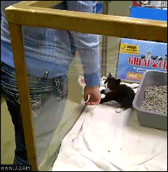 Gifs de animalitos. Graciosos y tiernos! +5 si alguno no vis