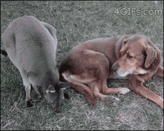 gifs de animales