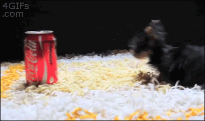 Gifs de animalitos. Graciosos y tiernos! +5 si alguno no vis