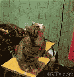 gifs de animales